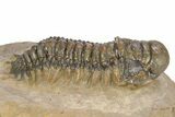 Colorful Crotalocephalina Trilobite - Atchana, Morocco #383212-2